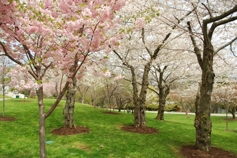 From Back Country to Cherry Blossoms and Back