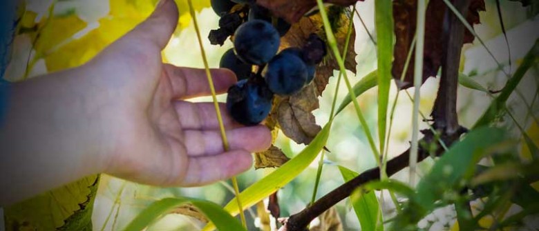 Divorce, Grape Juice, and the Mob