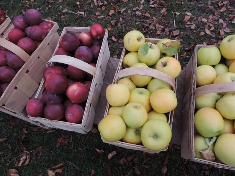 Buffalo Locavore: Eating Local Foods and Loving it.
