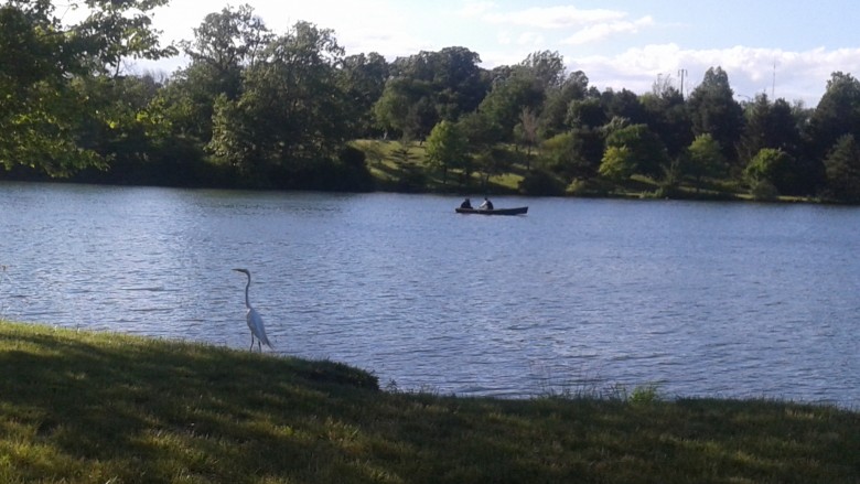 Blue heron on the shore of Hoyt Lake. Photo by Marti Gorman