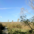 Tifft Nature Preserve