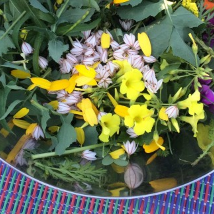 Urban Foraging - Edible wild plants in the city