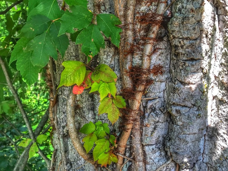 Poison Ivy - Learn to ID and stay rash-free