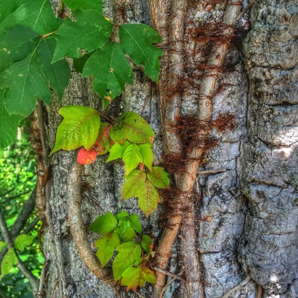 Poison Ivy - Learn to ID and stay rash-free