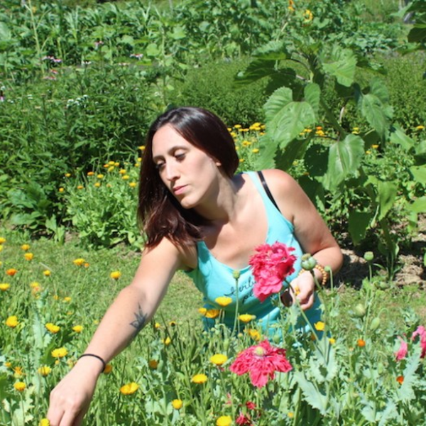 Medicinal Plants Growing in YOUR Yard