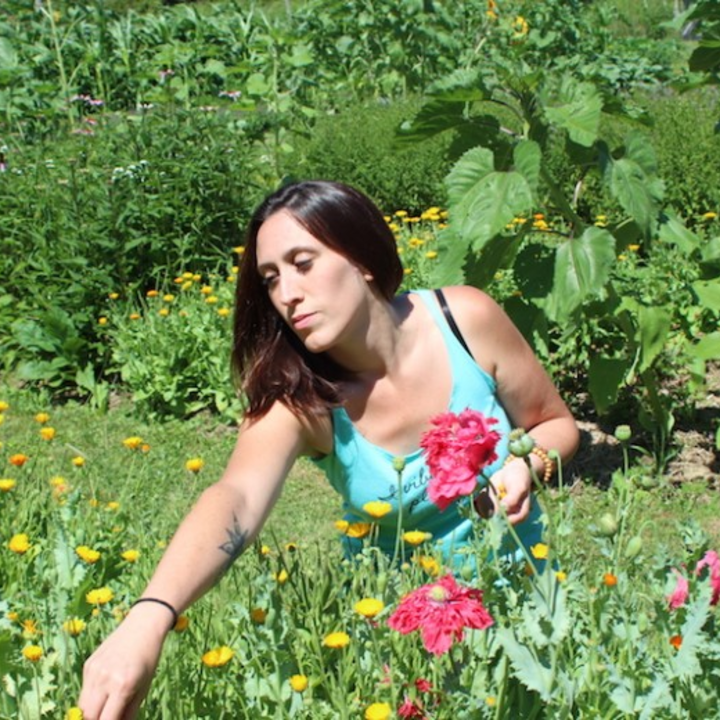 Medicinal Plants Growing in YOUR Yard