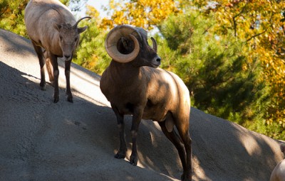 Check out the Buffalo Zoo
