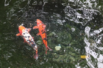 Feed the Fish at the Botanical Gardens