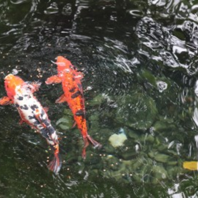 Feed the Fish at the Botanical Gardens