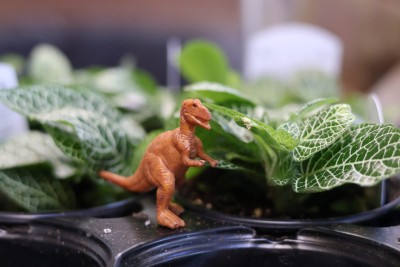 Dinosaur Terrarium Workshop at the Botanical Gardens