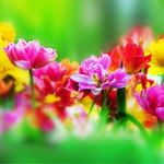 Cut Flower Gardening Class at the Botanical Gardens