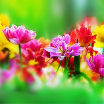 Cut Flower Gardening Class at the Botanical Gardens