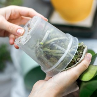 Orchid Repotting with the Niagara Frontier Orchid Society