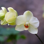 Orchid Sale at the Botanical Gardens