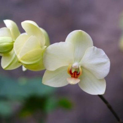 Orchid Sale at the Botanical Gardens