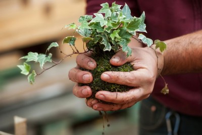 Kokedama Garden Workshop at the Botanical Gardens