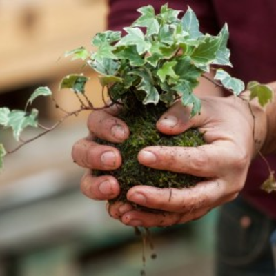 Kokedama Garden Workshop at the Botanical Gardens