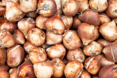 Spring Bulb Sale at the Botanical Gardens