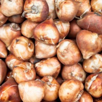 Spring Bulb Sale at the Botanical Gardens