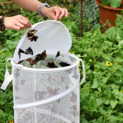 Butterfly Release at the Botanical Gardens