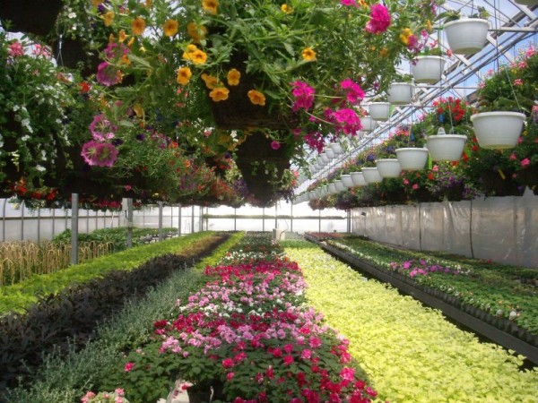 Lockwood's Greenhouses