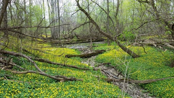Martin Luther King Jr Park