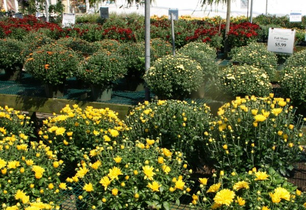 Mischler's Florist, inc