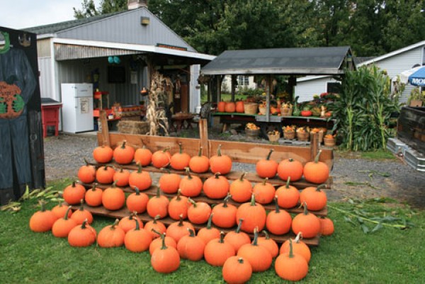 Wheatfield Pumpkin Farm