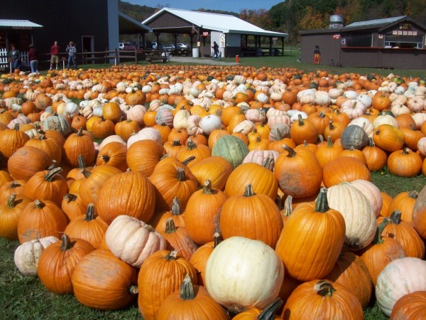 Pumpkinville